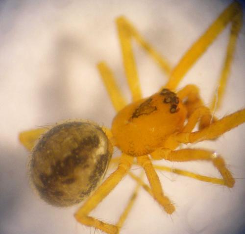 Theridion sp.
